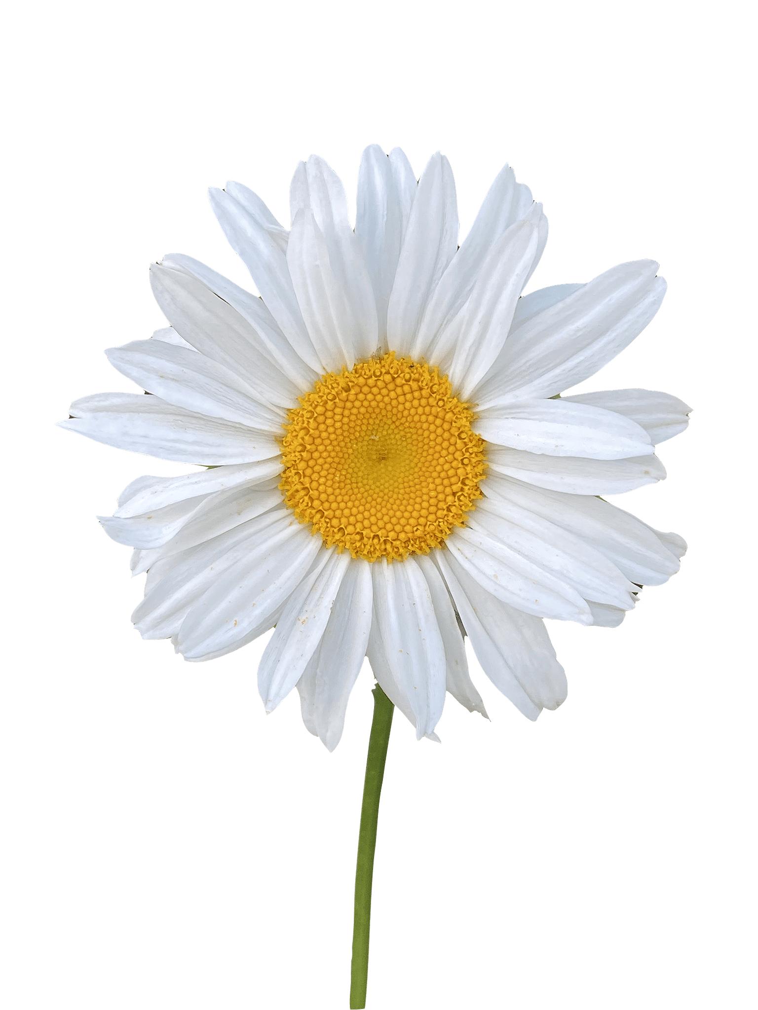 Decorative image of a Daisy