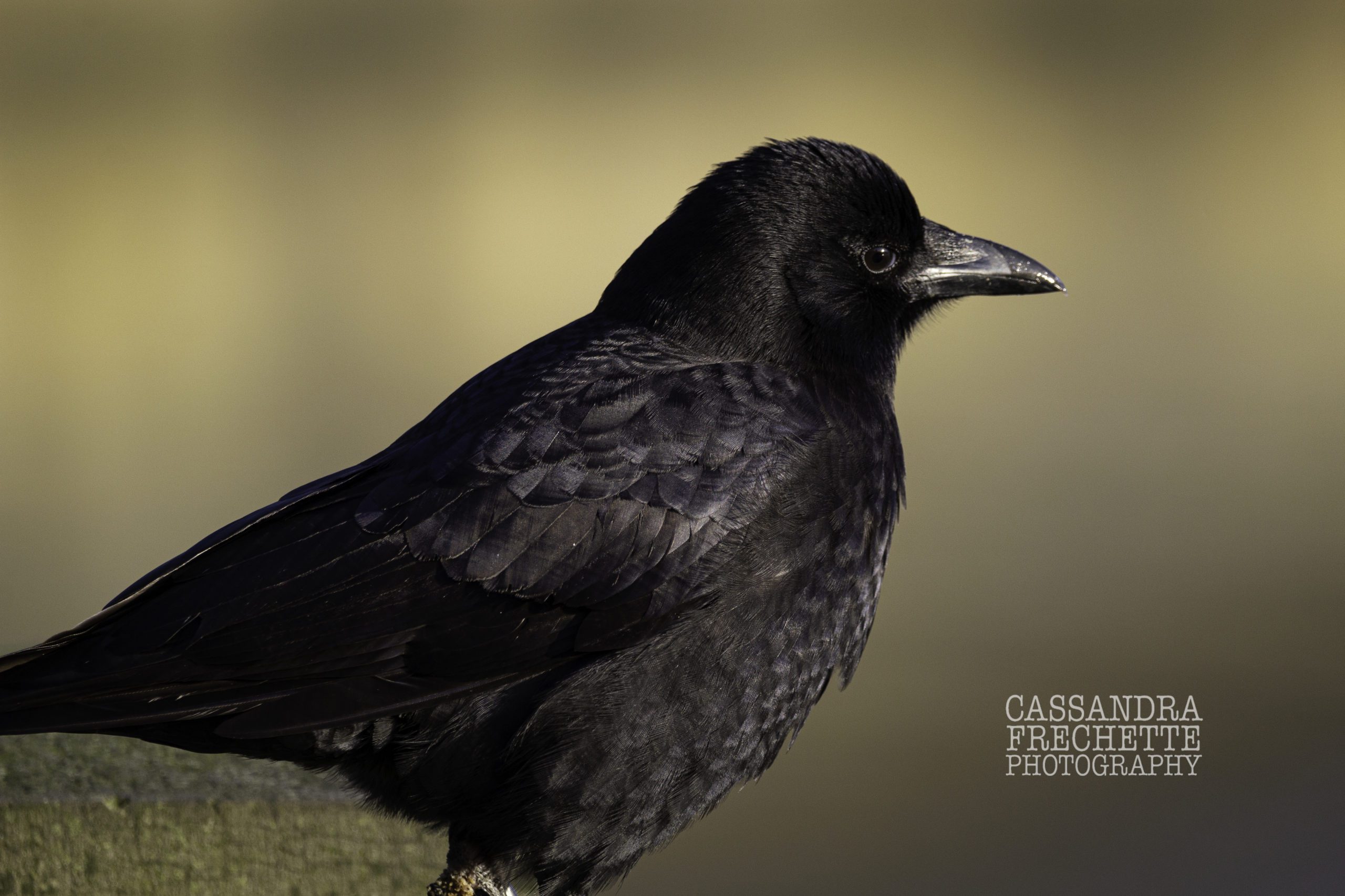 Photo pf a crow that links to cassandrafrechette.com