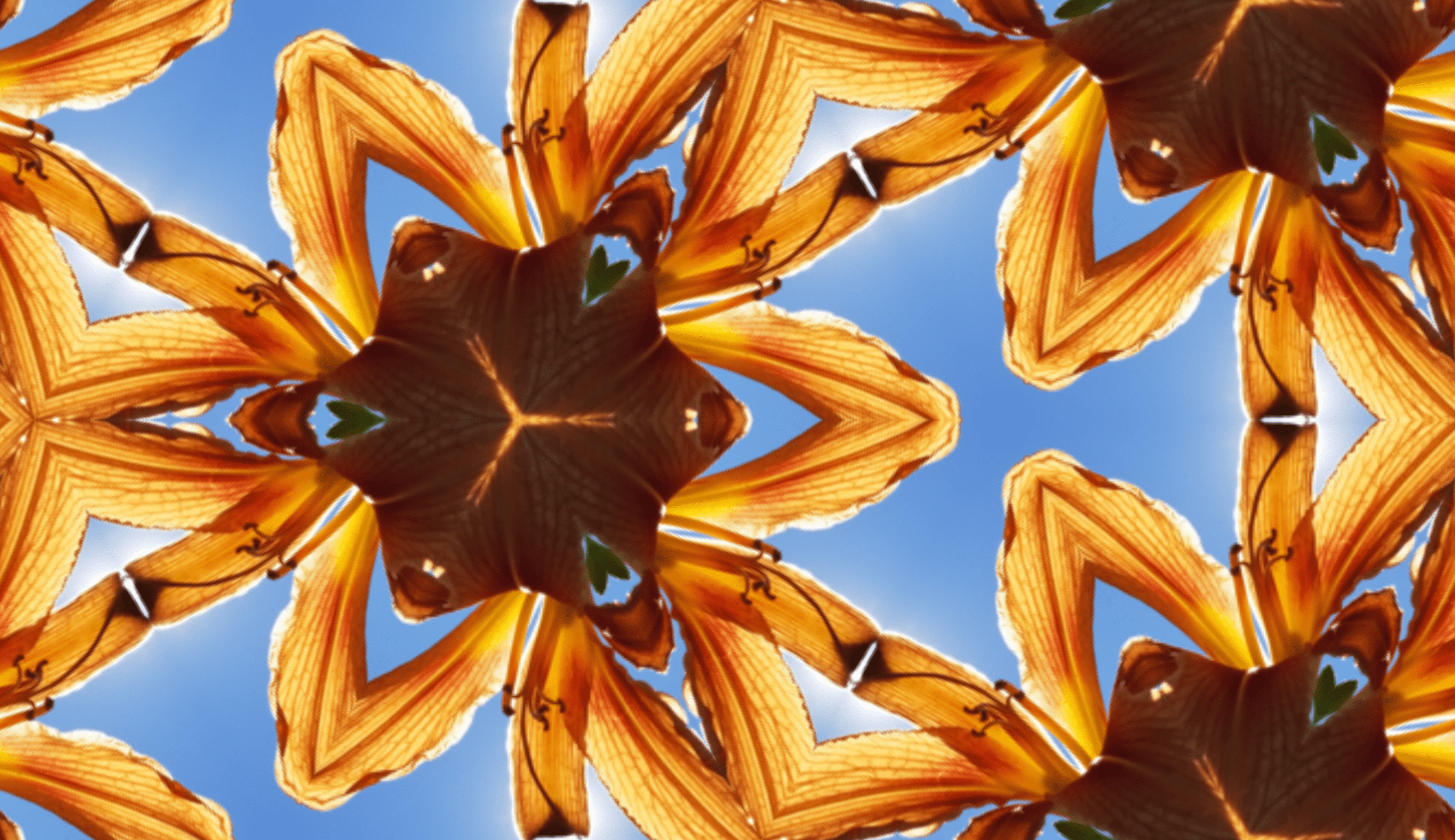 A decorative image of a pattern made from a backlit image of an orange lily.